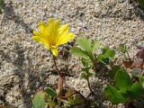 Chorisis repens. Соцветие и листья. Приморье, Партизанский р-н, морское побережье, песчаный пляж. 10.07.2016.