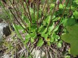 Rumex lapponicus. Прикорневые листья. Кольский п-ов, Восточный Мурман, Дальние Зеленцы, насыпной береговой откос губы Дальнезеленецкая. 10.08.2016.