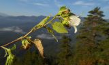 Campanula pendula. Верхушка побега с цветком и завязавшимися плодами. Республика Адыгея, Майкопский р-н, ок. 1 км севернее пос. Хамышки, южный склон горы Монах, выс. ок. 1000 м н.у.м., на краю скалы. 21.08.2016.