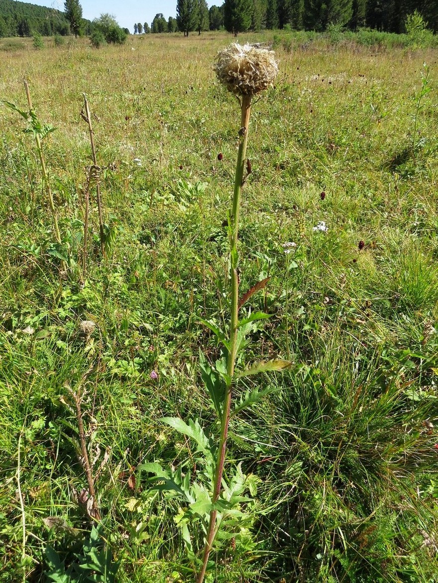 Изображение особи Stemmacantha carthamoides.