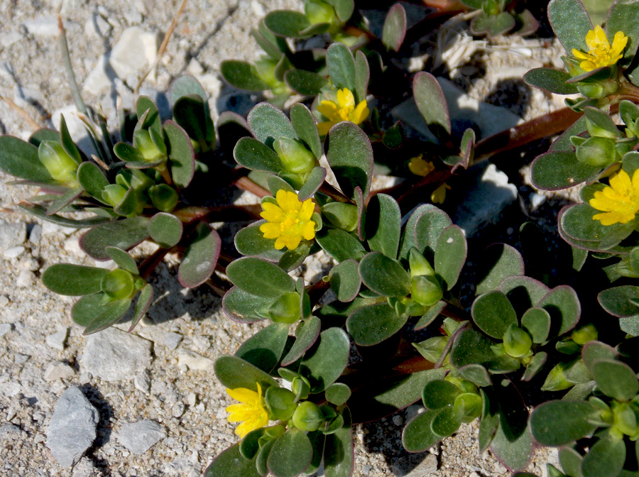 Изображение особи Portulaca oleracea.