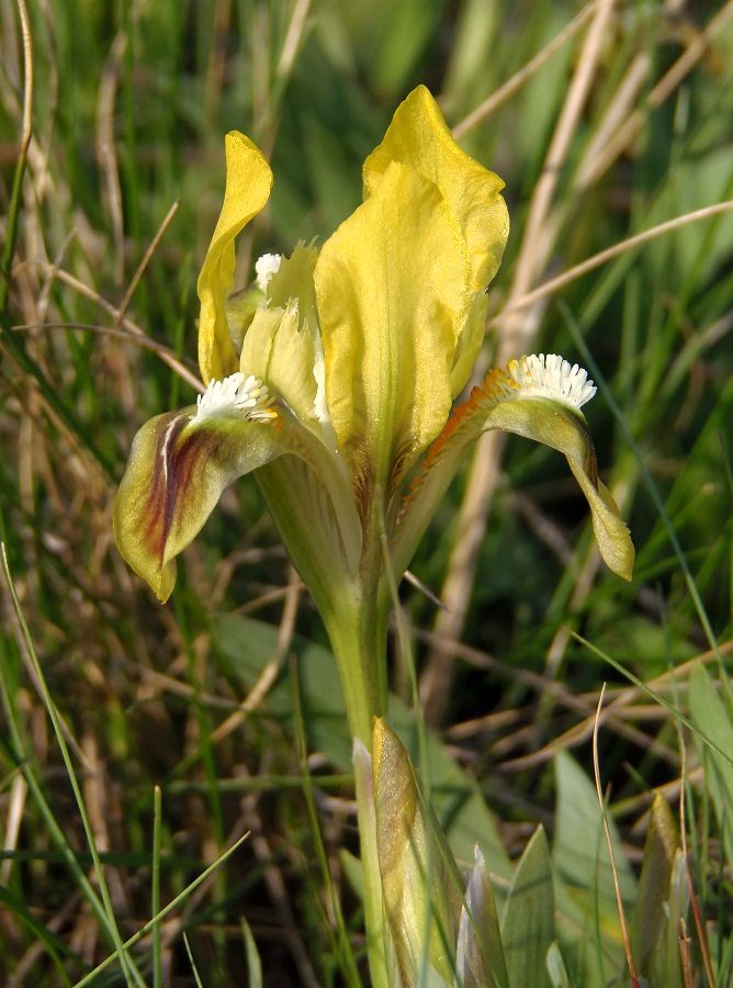 Изображение особи Iris pumila.