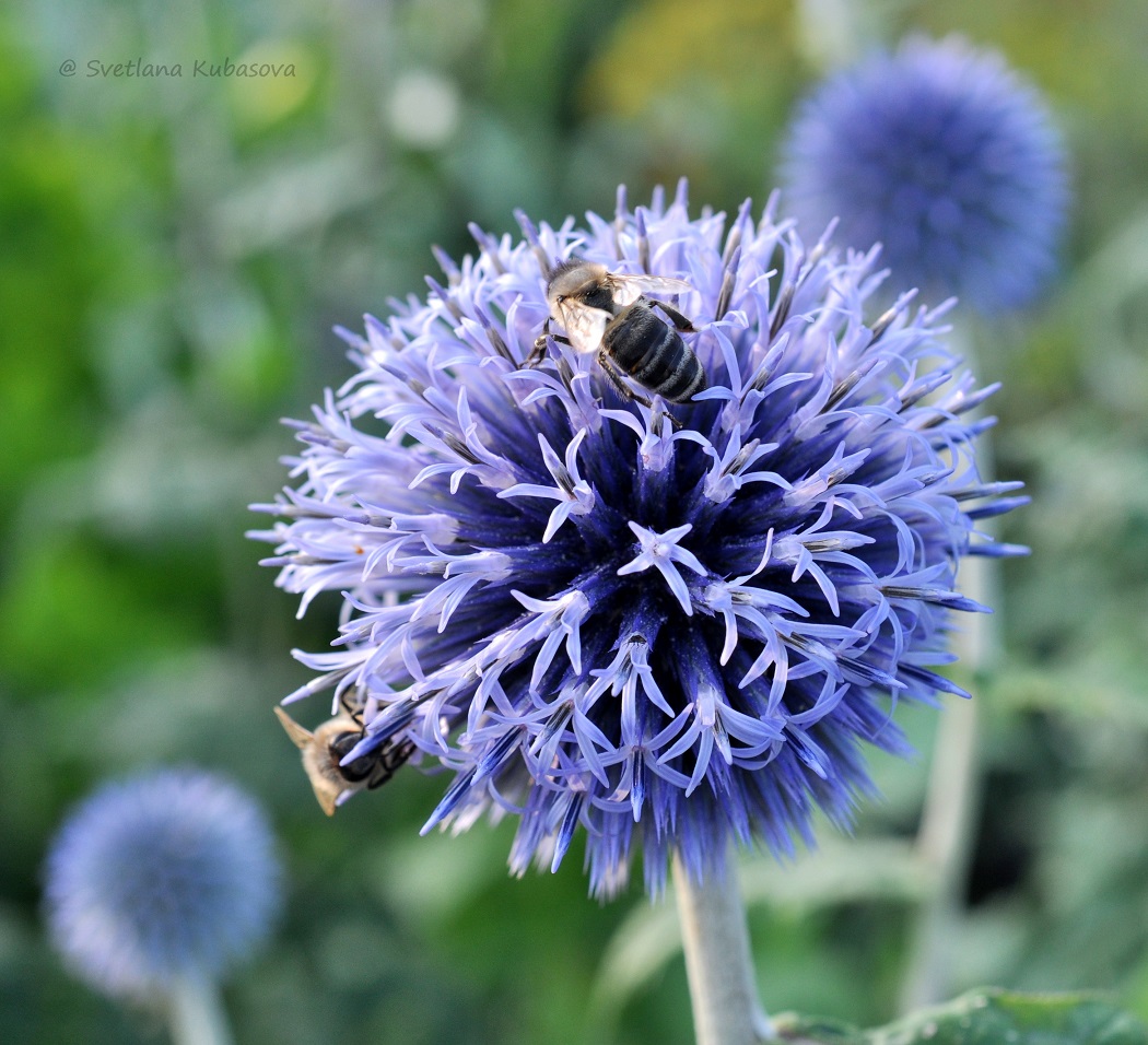 Изображение особи Echinops bannaticus.