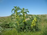 Astragalus sieversianus