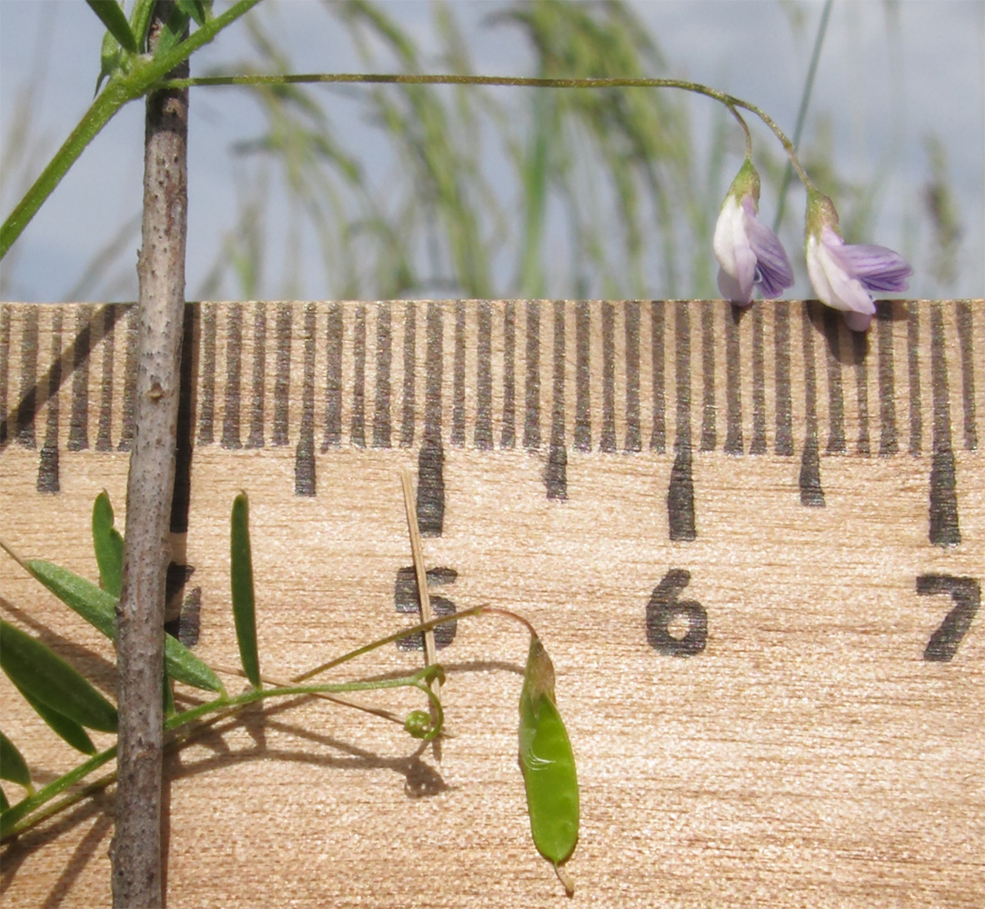 Изображение особи Vicia tetrasperma.