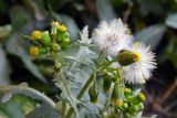 Senecio vulgaris