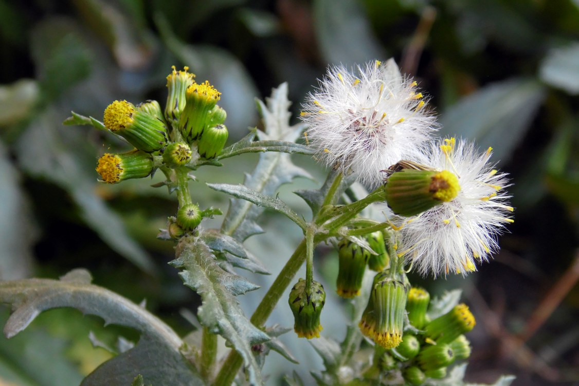 Изображение особи Senecio vulgaris.