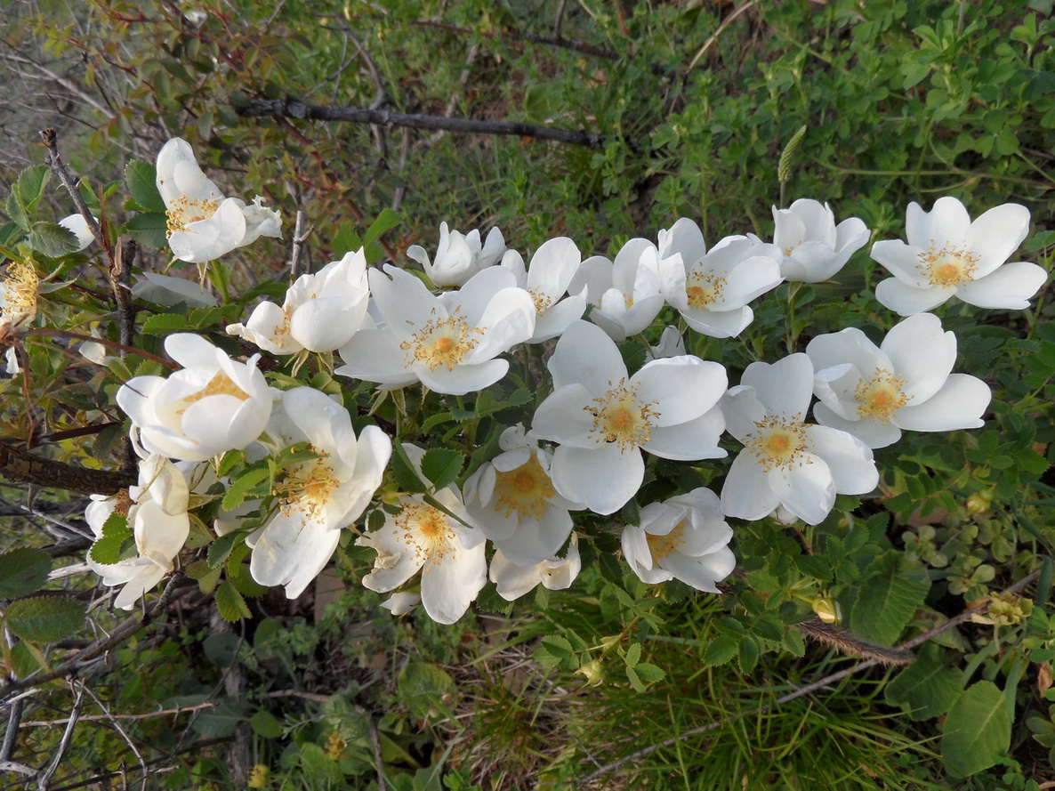 Image of Rosa spinosissima specimen.