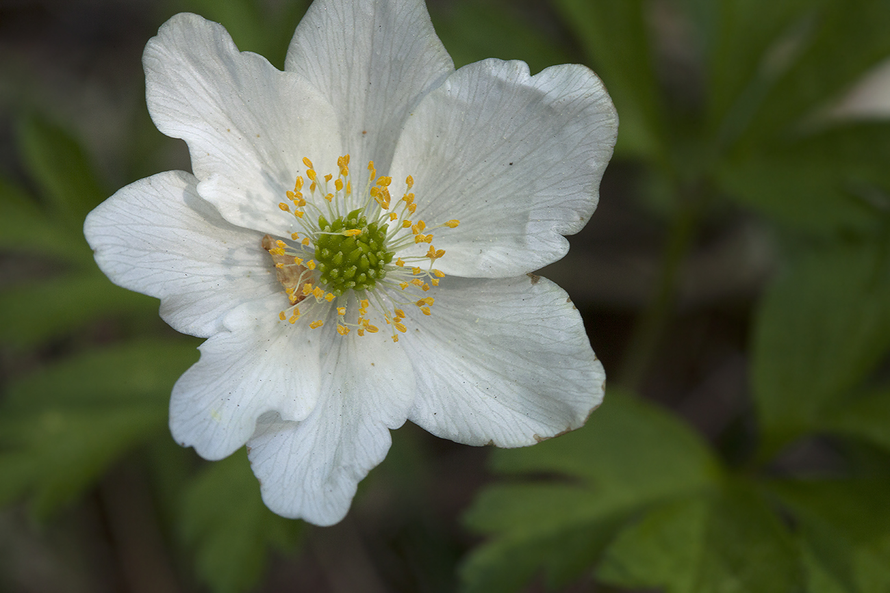 Image of Anemone nemorosa specimen.