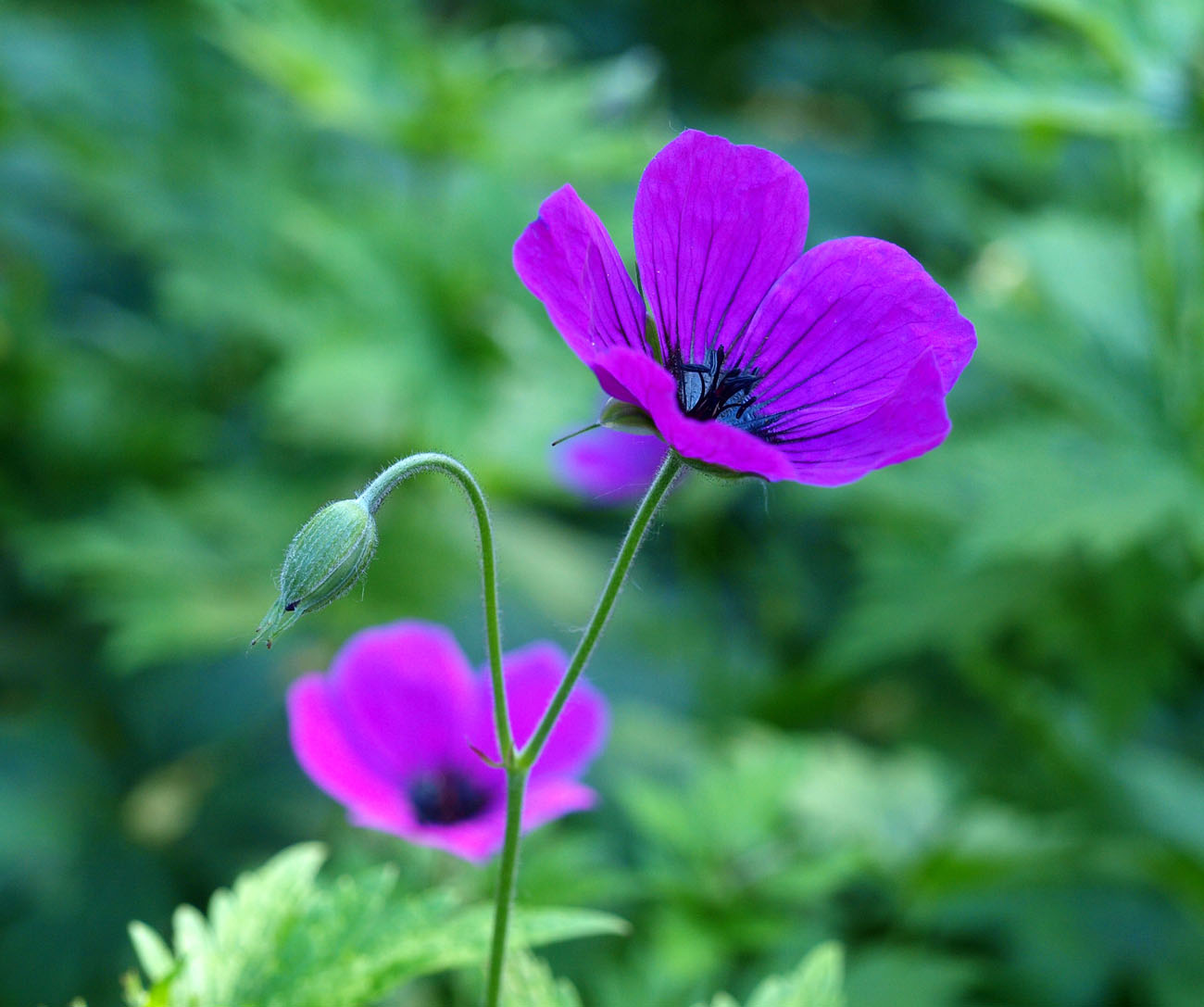 Изображение особи Geranium psilostemon.