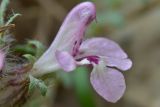 Pedicularis semenowii