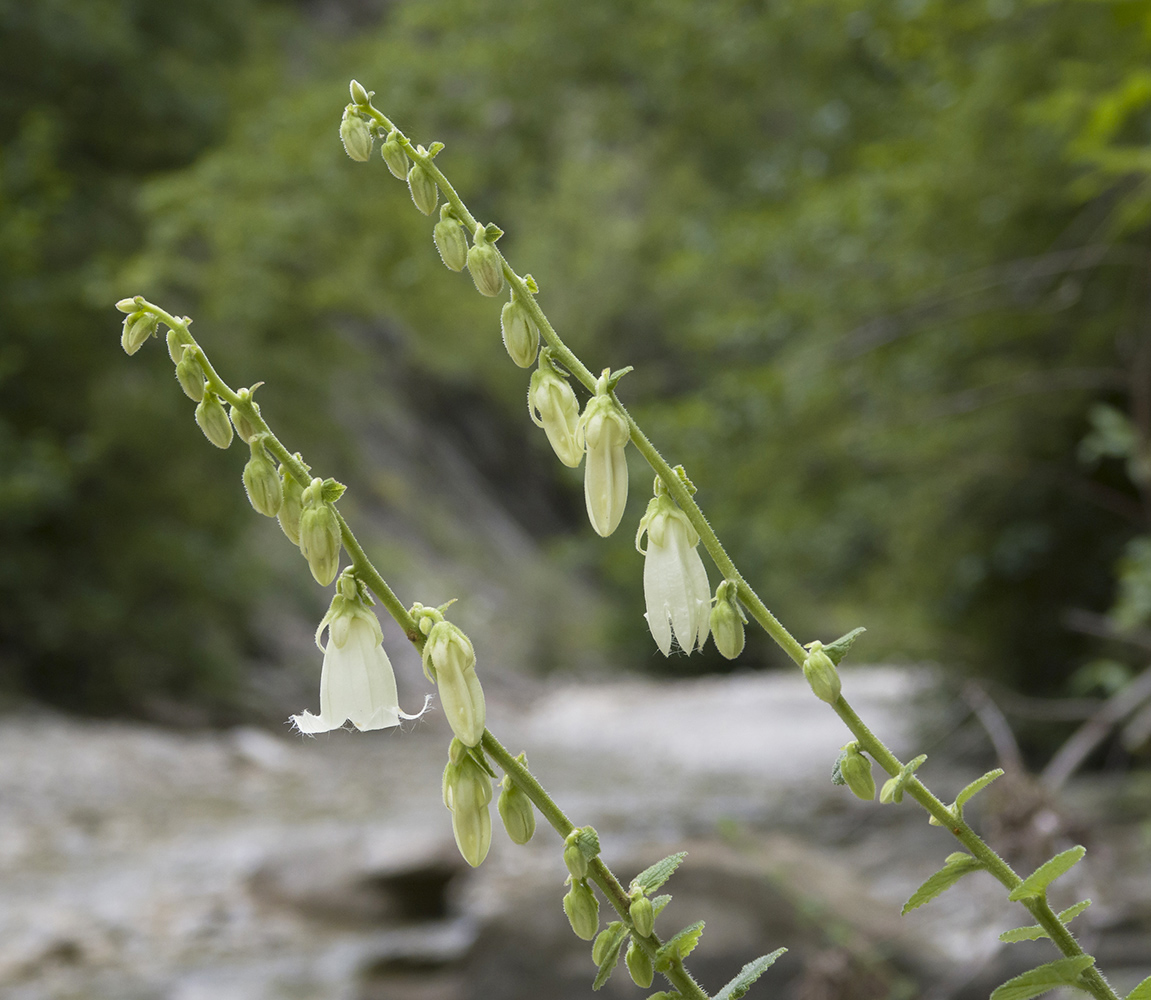 Изображение особи Campanula alliariifolia.