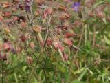 Geranium pratense