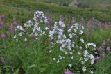 Gadellia lactiflora. Цветущие растения с Chamaenerion angustifolium. Грузия, Душетский муниципалитет, правый берег р. Абуделаури в нижнем течении, выс. ок. 2200 м н.у.м., субальпийский луг. 02.08.2018.