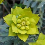 Euphorbia veneris