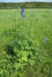 Delphinium cuneatum