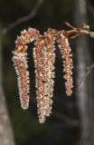 Populus tremula