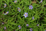 Anemone caerulea