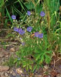 Geranium pratense