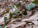 Galanthus alpinus