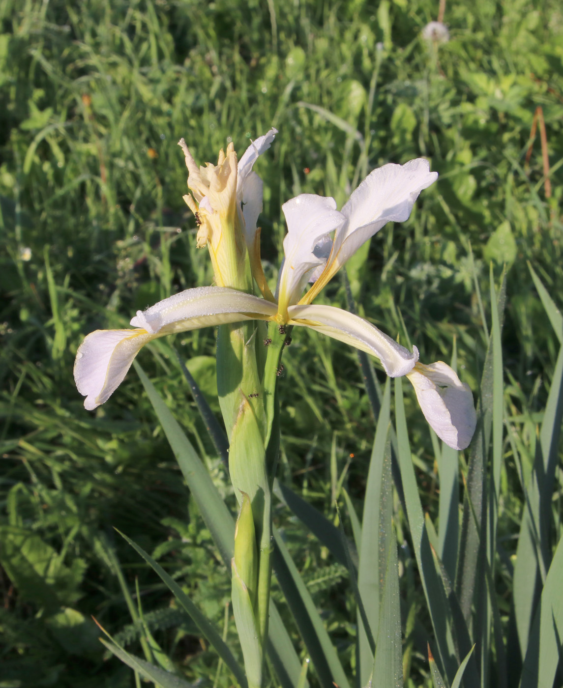 Изображение особи род Iris.