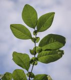 Chaenomeles × superba. Верхушка побега (видна абаксиальная поверхность листьев). Москва, ГБС РАН, дендрарий. 30.08.2021.