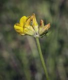 Lotus zhegulensis. Соцветие с питающейся тлёй. Пермский край, Кунгурский р-н, окр. с. Каширино, разнотравный луг. 06.06.2021.