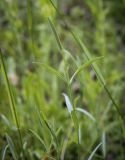 Stellaria palustris