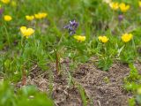 Corydalis conorhiza. Цветущее растение. Карачаево-Черкесия, Урупский р-н, Кавказский биосферный заповедник, Имеретинское ущелье, долина р. Имеретинка (в верхнем течении), ≈ 2400 м н.у.м., альпийский луг. 27.07.2022.