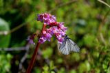 Bergenia crassifolia