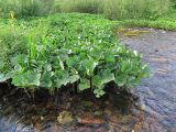 Petasites radiatus