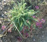 Astragalus suprapilosus. Цветущее растение. Южный Берег Крыма, гора Меганом. 07.05.2011.