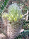 Astragalus alopecias