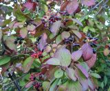 Viburnum burejaeticum