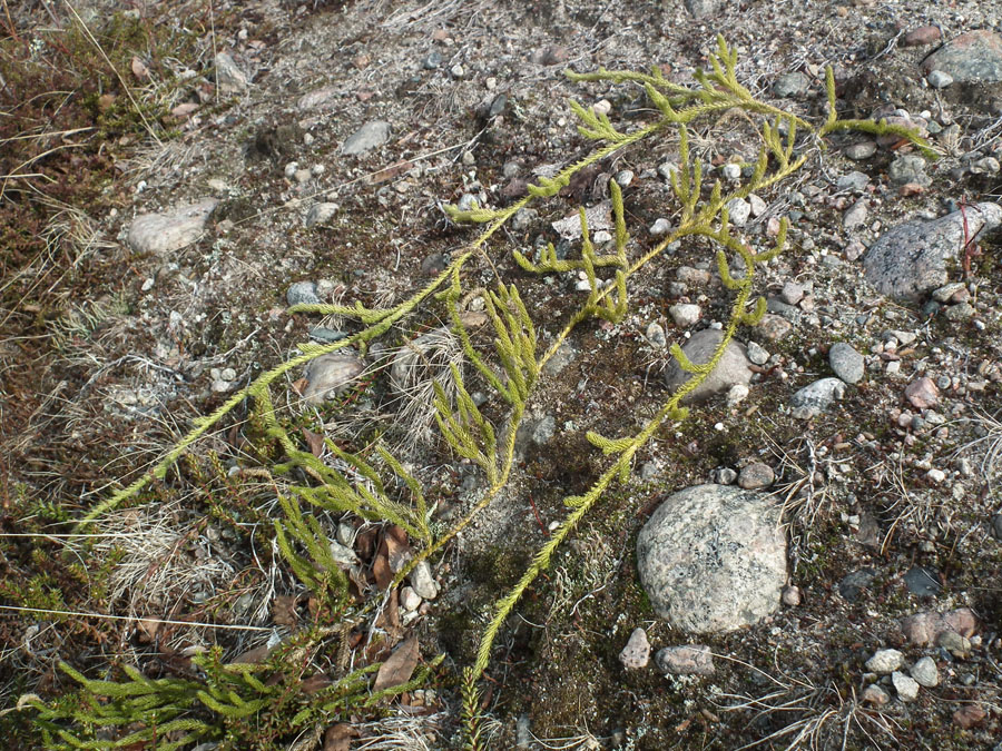 Изображение особи Lycopodium lagopus.