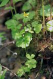 Ranunculus lapponicus