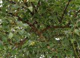 Acer buergerianum. Средняя часть кроны взрослого дерева. Нидерланды, г. Venlo, \"Floriada 2012\". 11.09.2012.