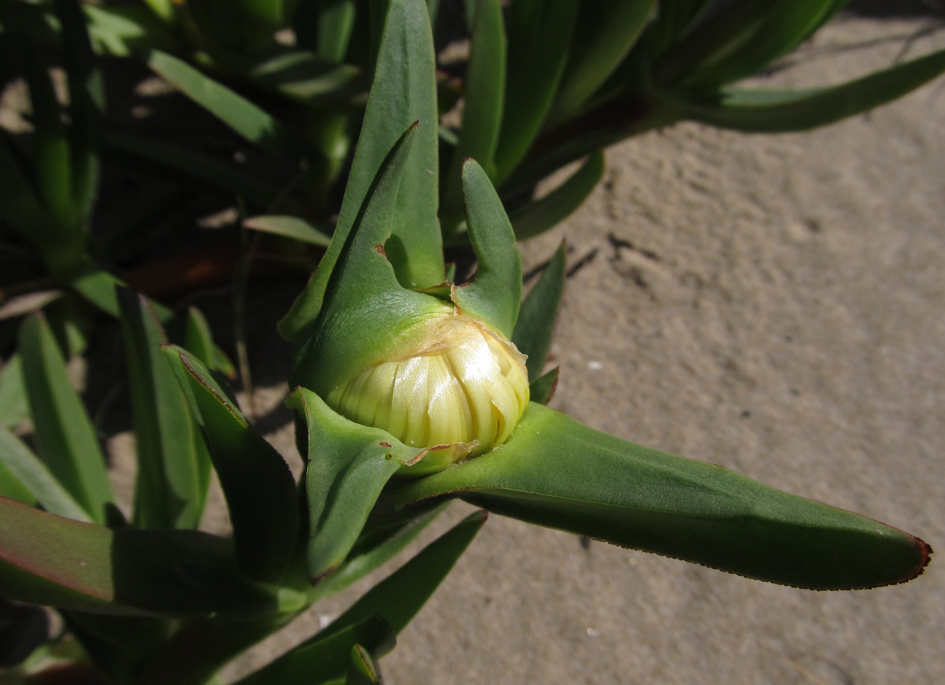 Изображение особи Carpobrotus edulis.