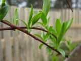 Salix acutifolia