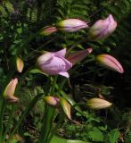 Tulipa saxatilis