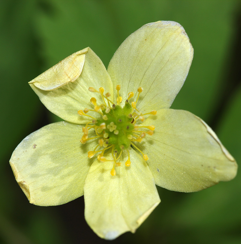 Изображение особи Anemone &times; lipsiensis.