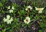 Rhododendron aureum. Цветущее растение. Камчатский край, Ключевская группа вулканов, окрестности перевала Толбачинский. 21.07.2013.