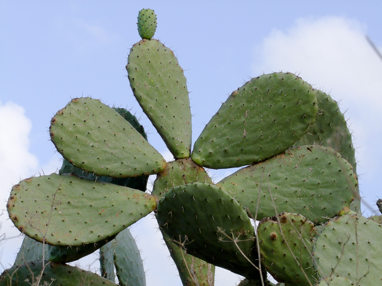 Изображение особи Opuntia ficus-indica.