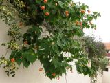 Abutilon × hybridum