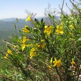 Jasminum fruticans