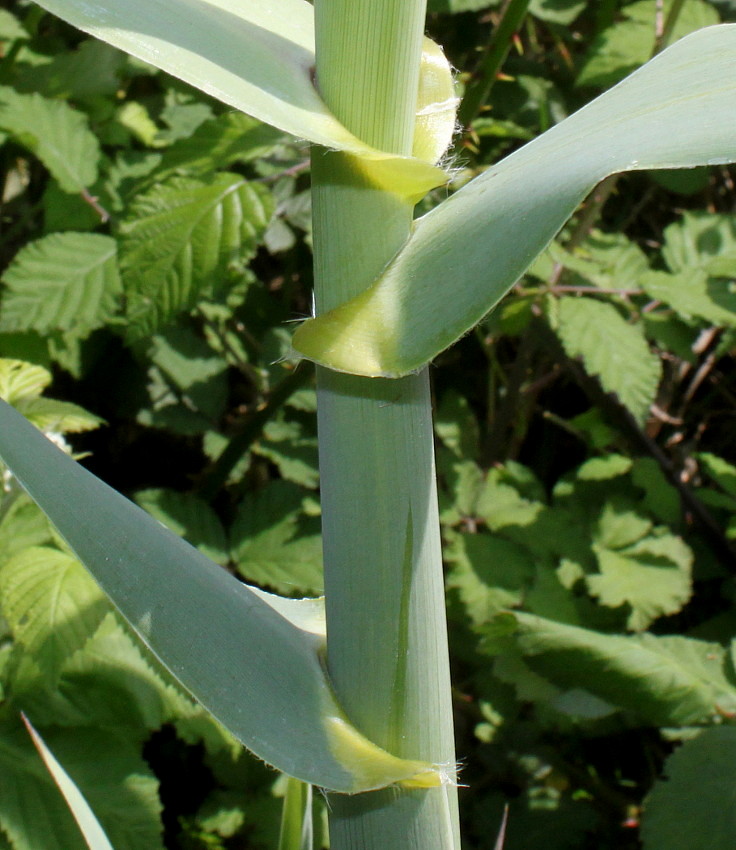 Изображение особи Arundo donax.