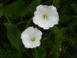 Convolvulus arvensis