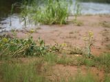 Rorippa amphibia. Цветущее растение на берегу реки. Ленинградская обл., пойма р. Луга у дер. Кемка. 12.06.2009.