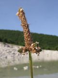 Plantago lanceolata. Аномально ветвящееся соцветие. Краснодарский край, Абинский р-н, окр. ст. Шапсугская, известняковый карьер. 05.06.2014.