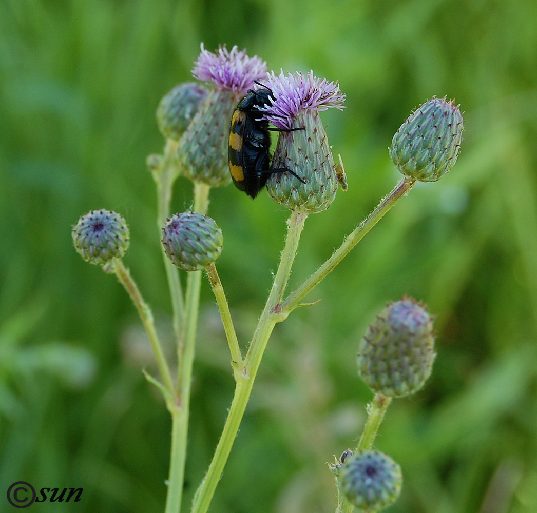 Изображение особи Cirsium incanum.